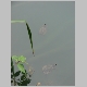 52. schildpadjes in het meer.JPG